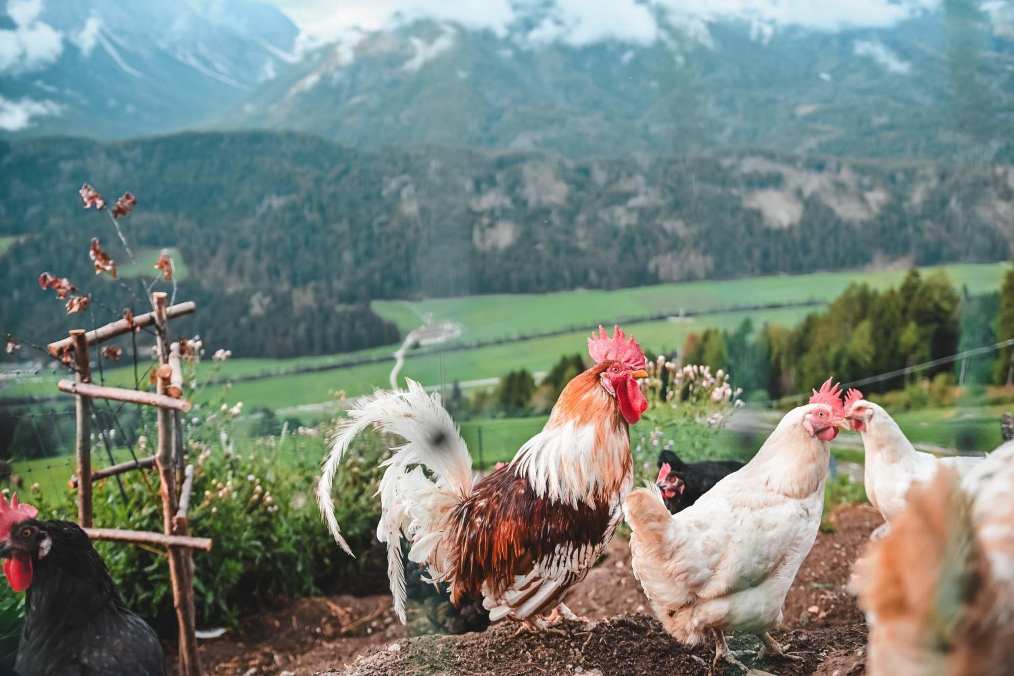 Kerschbaumhof Daire San Candido Dış mekan fotoğraf